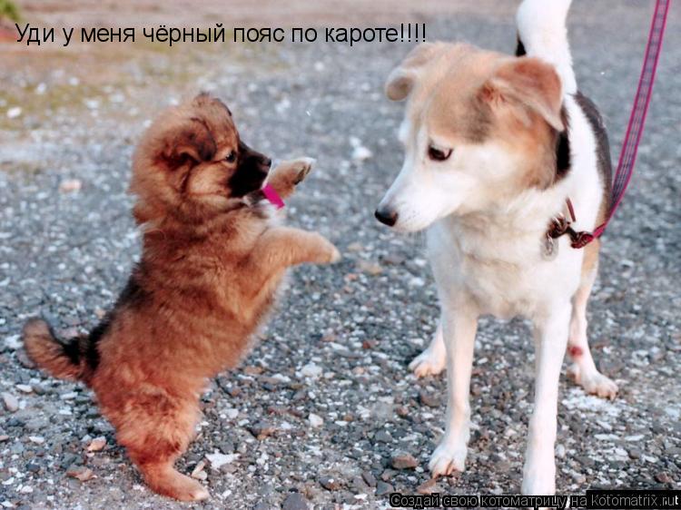 Уди у меня чёрный пояс по кароте!!!!... Котоматрица: Уди у меня чёрный пояс по кароте!!!!