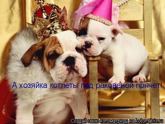 Котоматрица: А хозяйка котлеты под раковеной прячет!