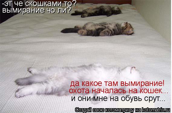 Котоматрица: -эт че скошками то?  вымирание чо ли? да какое там вымирание! охота началась на кошек... и они мне на обувь срут...