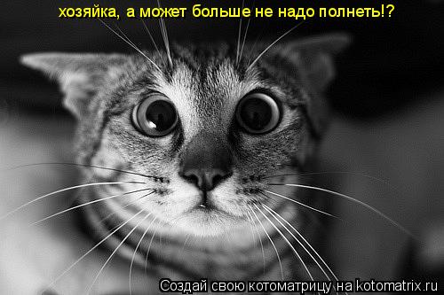 Котоматрица: хозяйка, а может больше не надо полнеть!?