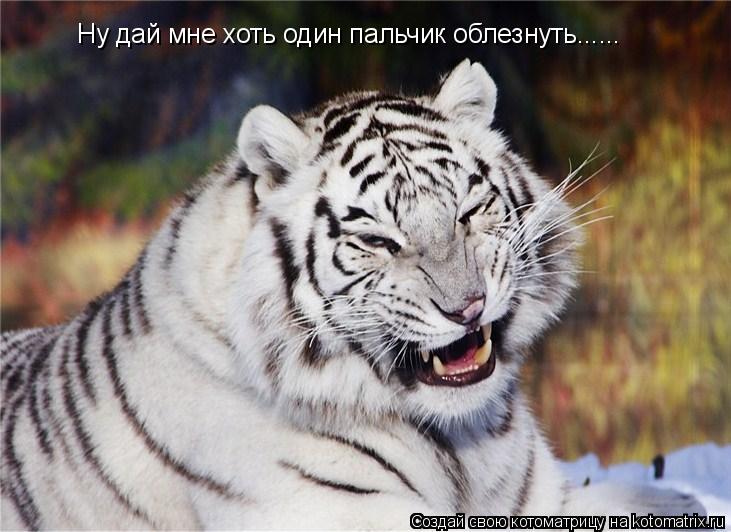 Ну дай мне хоть один пальчик облезнуть......... Котоматрица: Ну дай мне хоть один пальчик облезнуть......