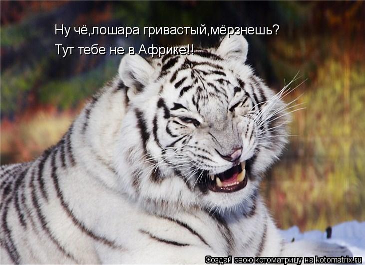 Ну чё,лошара гривастый,мёрзнешь? Тут тебе не в Африке!!... Котоматрица: Ну чё,лошара гривастый,мёрзнешь? Тут тебе не в Африке!!