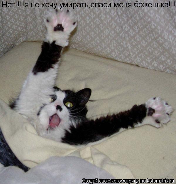 Нет!!!!я не хочу умирать,спаси меня боженька!!!... Котоматрица: Нет!!!!я не хочу умирать,спаси меня боженька!!!