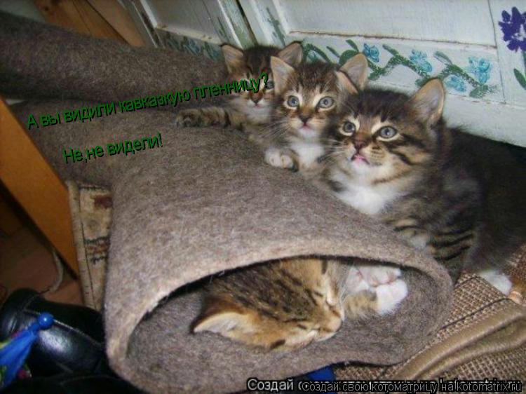 Котоматрица: А вы видили кавказкую пленницу? Не,не видели!