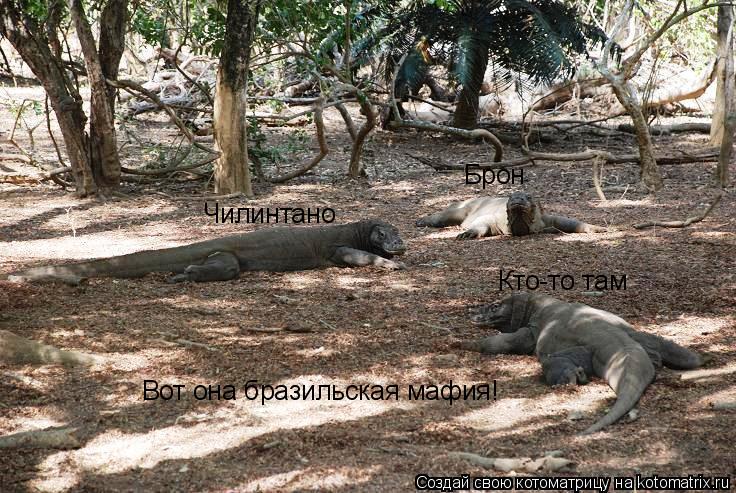 Вот она бразильская мафия! Чилинтано Брон Кто-то там... Котоматрица: Вот она бразильская мафия! Чилинтано Брон Кто-то там
