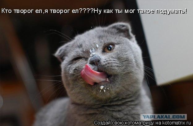 Котоматрица: Кто творог ел,я творог ел????Ну как ты мог такое подумать!