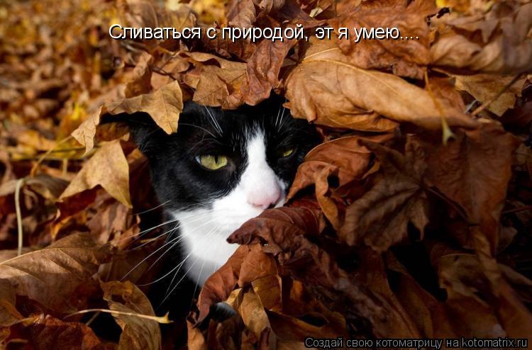 Котоматрица: Сливаться с природой, эт я умею....