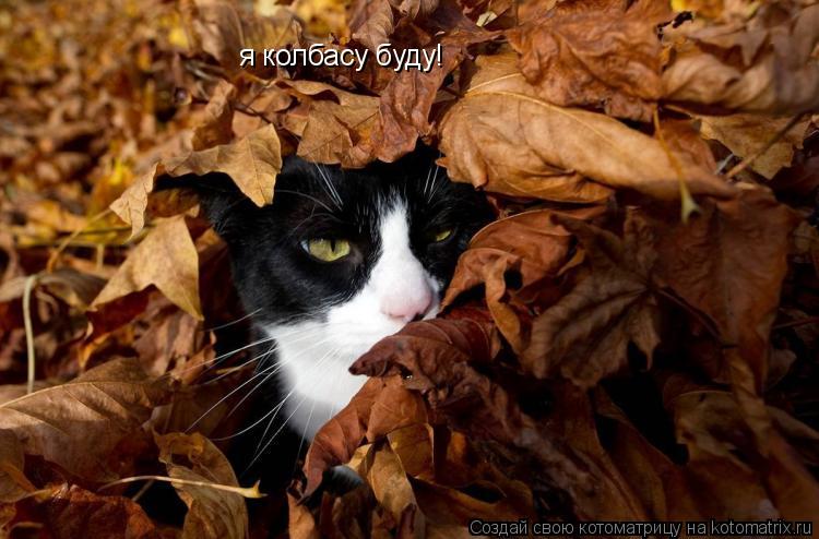 Котоматрица: я колбасу буду!