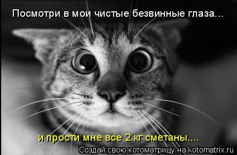 Котоматрица: Посмотри в мои чистые безвинные глаза... и прости мне все 2 кг сметаны....