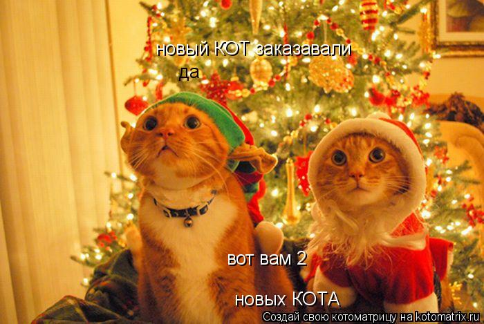 Котоматрица: новый КОТ заказавали новых КОТА вот вам 2 да