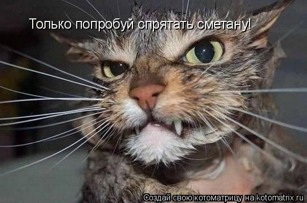 Котоматрица: Только попробуй спрятать сметану!