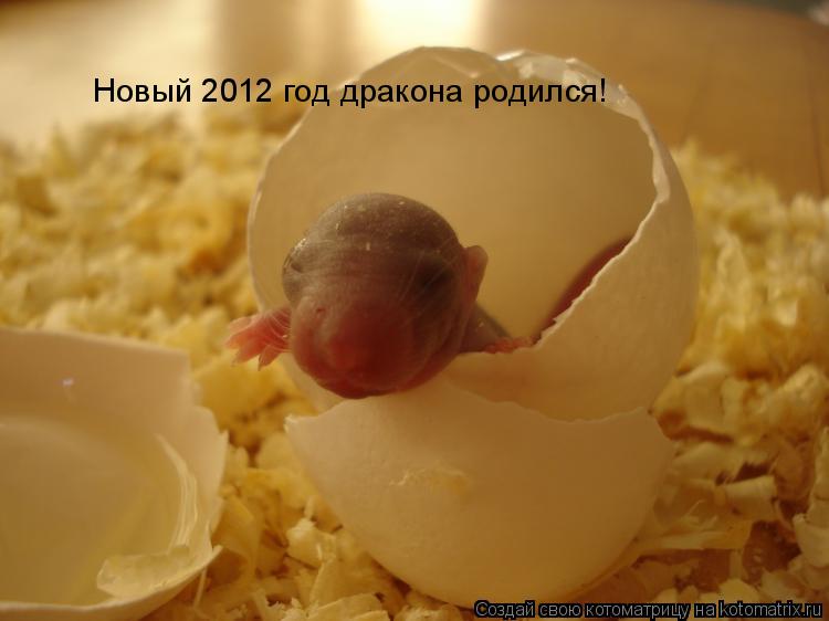 Новый 2012 год дракона родился!... Котоматрица: Новый 2012 год дракона родился!