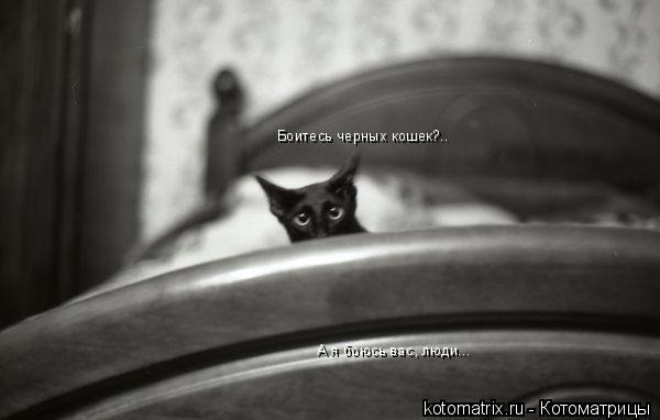 Котоматрица: Боитесь черных кошек?.. А я боюсь вас, люди...