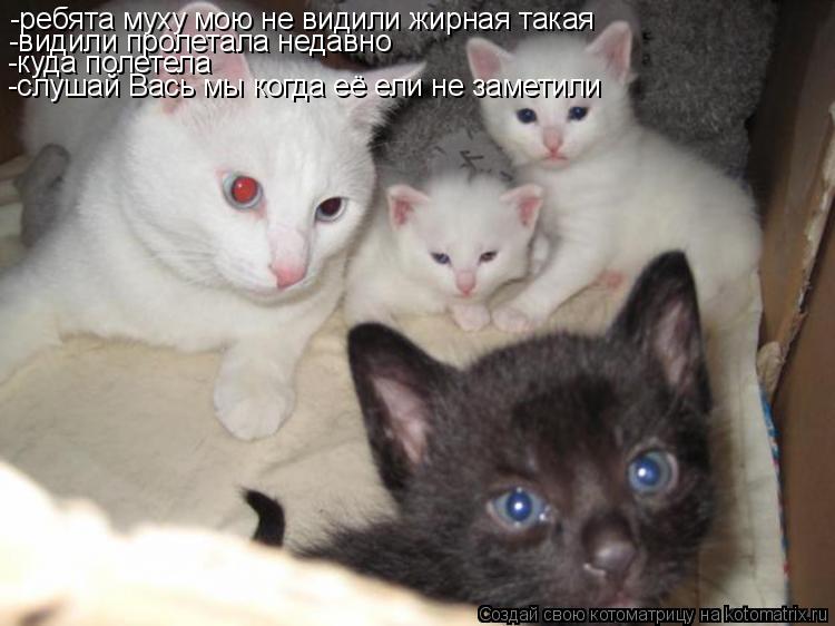 -ребята муху мою не видили жирная такая -видили пролетала недавно -куда полетела -слушай Вась мы когд... Котоматрица: -ребята муху мою не видили жирная такая -видили пролетала недавно -куда полетела -слушай Вась мы когда её ели не заметили