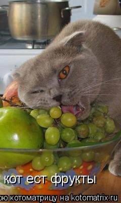 Котоматрица: кот ест фрукты