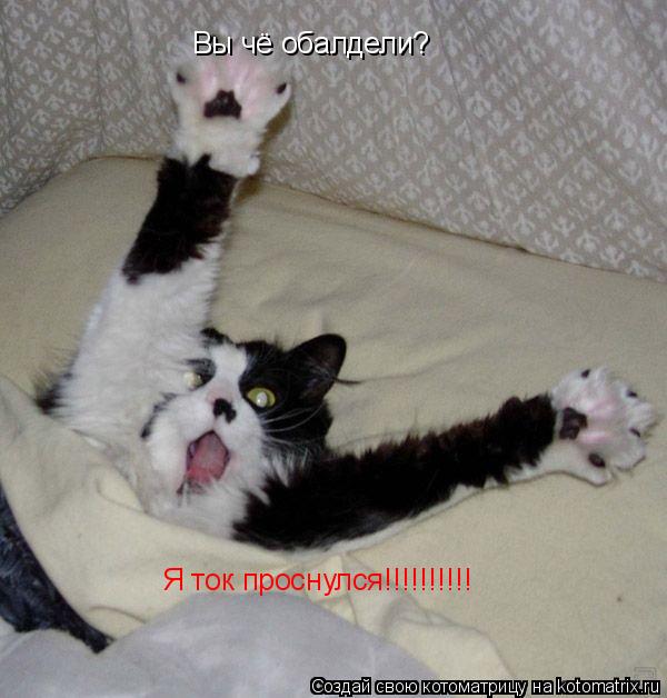 Котоматрица: Вы чё обалдели? Я ток проснулся!!!!!!!!!!