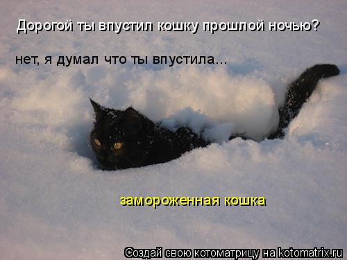 Котоматрица: Дорогой ты впустил кошку прошлой ночью? нет, я думал что ты впустила... замороженная кошка