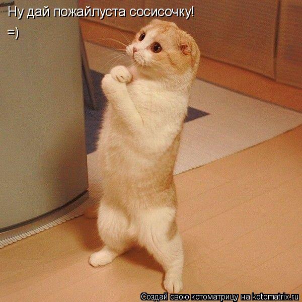 Ну дай пожайлуста сосисочку! =)... Котоматрица: Ну дай пожайлуста сосисочку! =)
