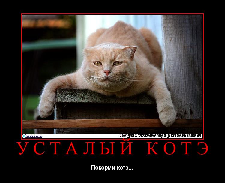 Усталый котэ Покорми котэ...... Котоматрица: Усталый котэ Покорми котэ...