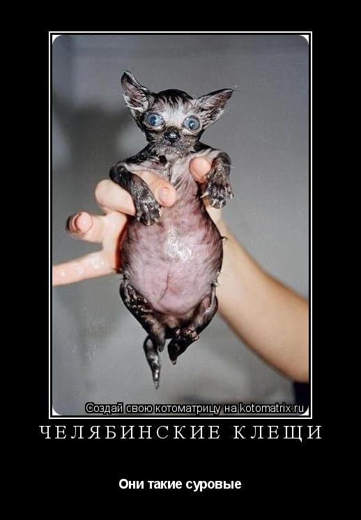 Котоматрица: Челябинские клещи Они такие суровые