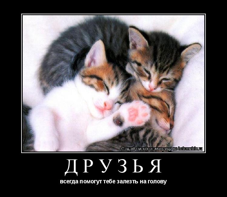 Котоматрица: Друзья всегда помогут тебе залезть на голову
