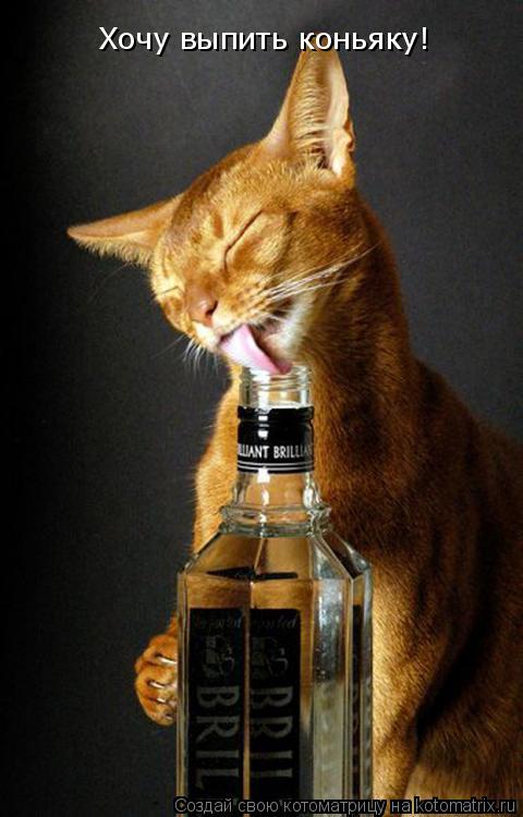 Хочу выпить коньяку!... Котоматрица: Хочу выпить коньяку!