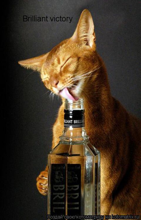 Котоматрица: Brilliant victory