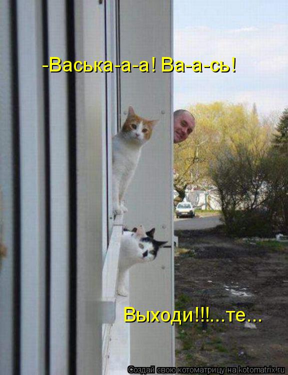 -Васька-а-а! Ва-а-сь! Выходи!!!...те...... Котоматрица: -Васька-а-а! Ва-а-сь! Выходи!!!...те...