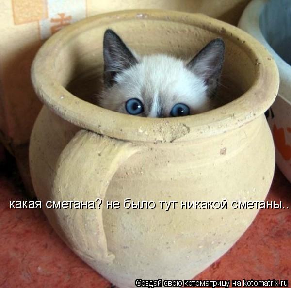 какая сметана? не было тут никакой сметаны...... Котоматрица: какая сметана? не было тут никакой сметаны...