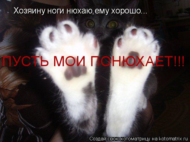 Хозяину ноги нюхаю,ему хорошо... ПУСТЬ МОИ ПОНЮХАЕТ!!!... Котоматрица: Хозяину ноги нюхаю,ему хорошо... ПУСТЬ МОИ ПОНЮХАЕТ!!!
