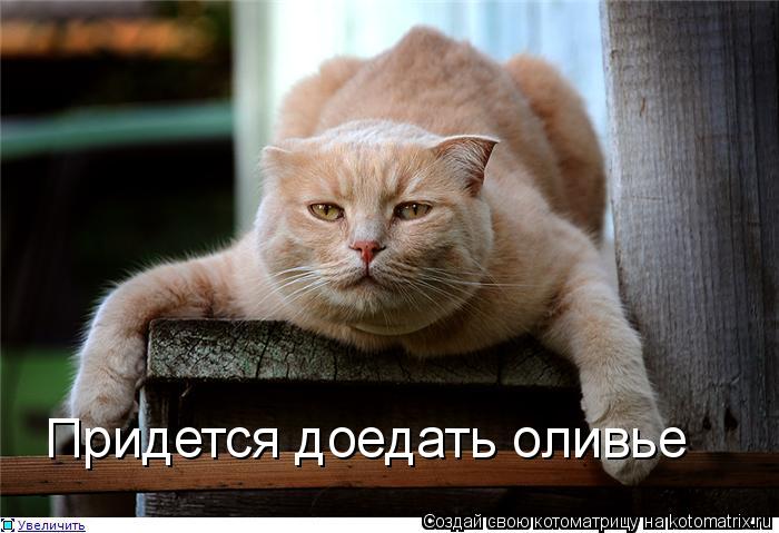 Придется доедать оливье... Котоматрица: Придется доедать оливье