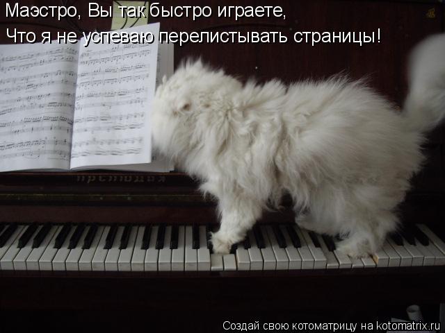 Котоматрица: Маэстро, Вы так быстро играете, Что я не успеваю перелистывать страницы!