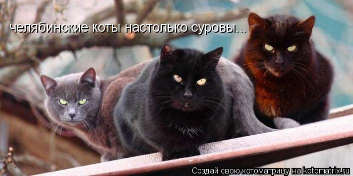 челябинские коты настолько суровы...... Котоматрица: челябинские коты настолько суровы...