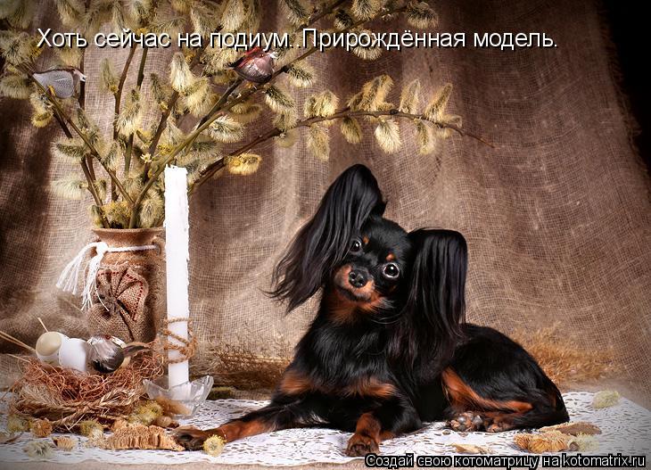 Хоть сейчас на подиум..Прирождённая модель.... Котоматрица: Хоть сейчас на подиум..Прирождённая модель.