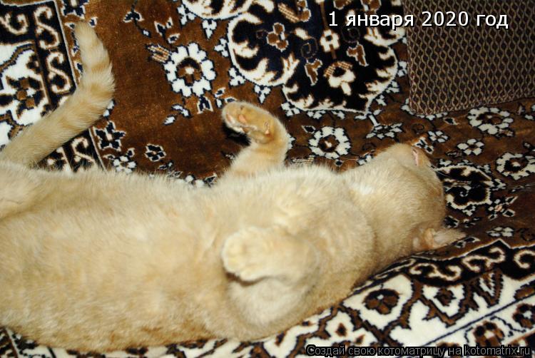 1 января 2020 год... Котоматрица: 1 января 2020 год