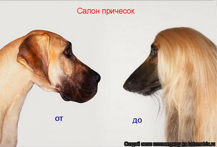 Салон причесок от до... Котоматрица: Салон причесок от до