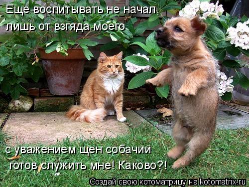 Котоматрица: Еще воспитывать не начал, лишь от взгяда моего с уважением щен собачий готов служить мне! Каково?!