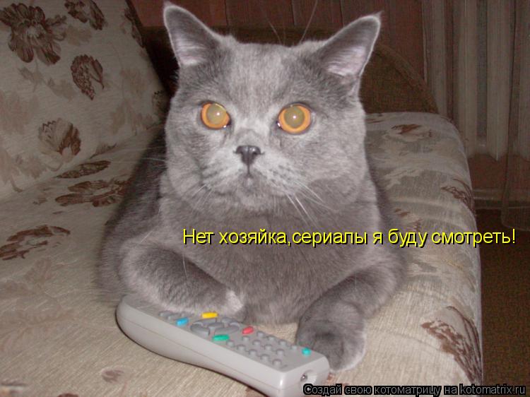 Котоматрица: Нет хозяйка,сериалы я буду смотреть!