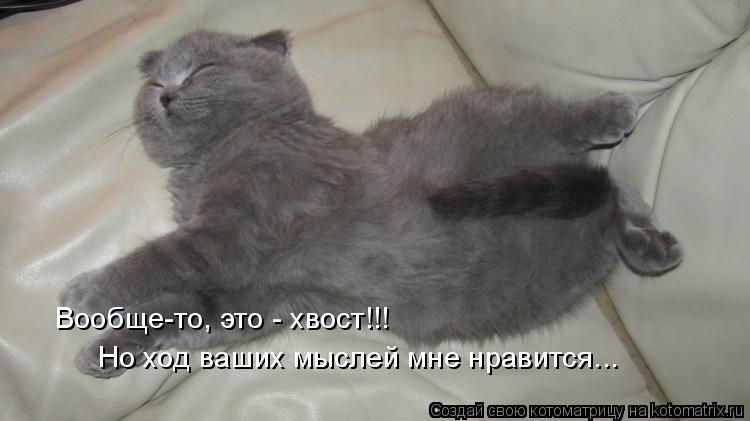 Но ход ваших мыслей мне нравится... Вообще-то, это - хвост!!!... Котоматрица: Но ход ваших мыслей мне нравится... Вообще-то, это - хвост!!!