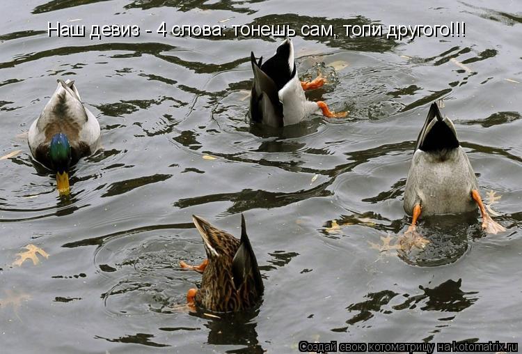 Наш девиз - 4 слова: тонешь сам, топи другого!!!... Котоматрица: Наш девиз - 4 слова: тонешь сам, топи другого!!!