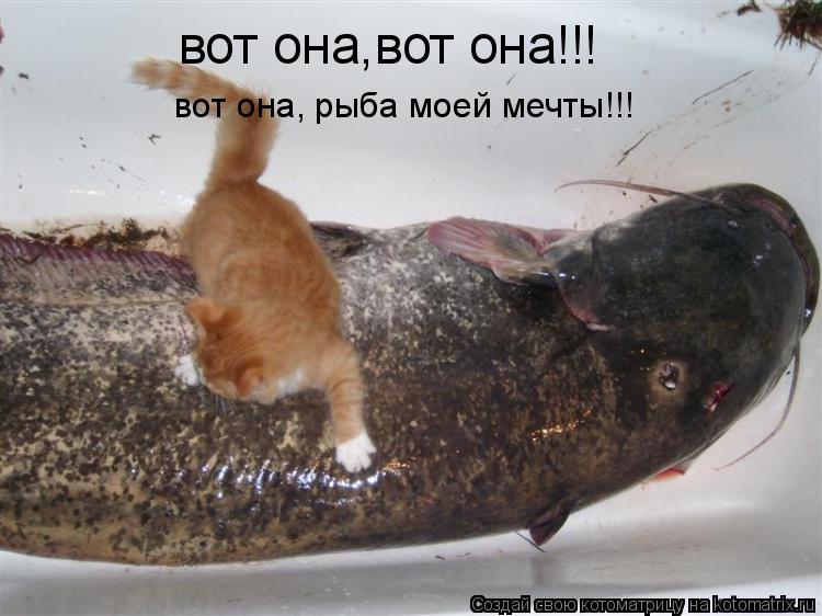вот она, рыба моей мечты!!! вот она,вот она!!!... Котоматрица: вот она, рыба моей мечты!!! вот она,вот она!!!