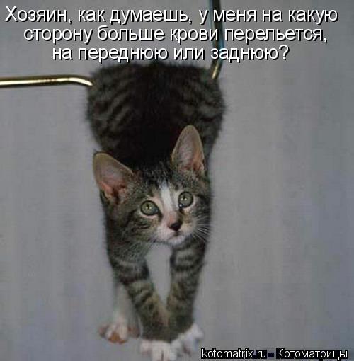 Хозяин, как думаешь, у меня на какую сторону больше крови перельется, на переднюю или заднюю?... Котоматрица: Хозяин, как думаешь, у меня на какую сторону больше крови перельется, на переднюю или заднюю?