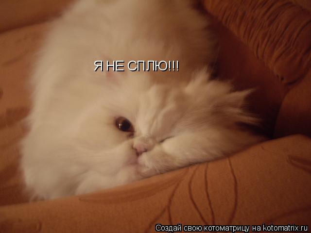 Я НЕ СПЛЮ!!!... Котоматрица: Я НЕ СПЛЮ!!!