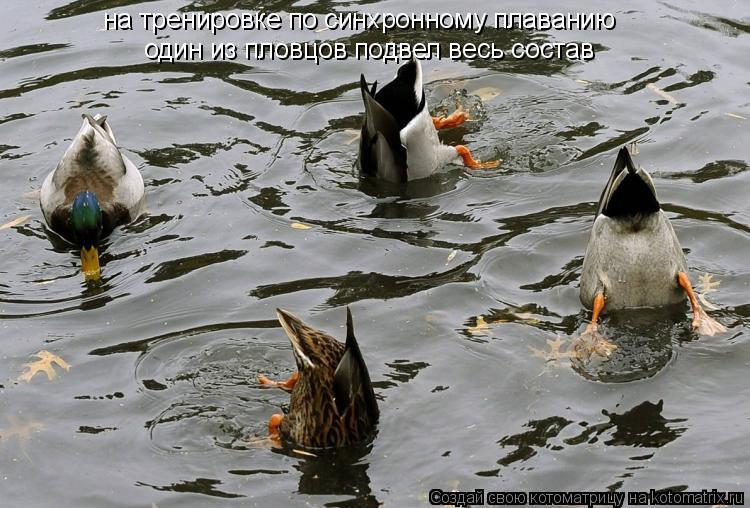на тренировке по синхронному плаванию один из пловцов подвел весь состав... Котоматрица: на тренировке по синхронному плаванию один из пловцов подвел весь состав