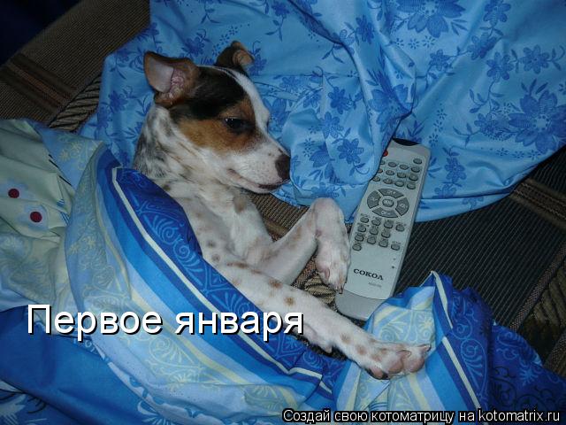 Первое января... Котоматрица: Первое января