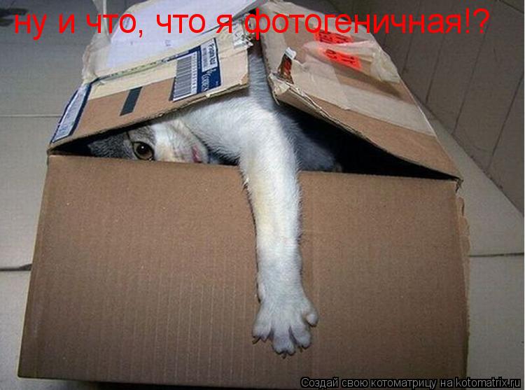 ну и что, что я фотогеничная!?... Котоматрица: ну и что, что я фотогеничная!?