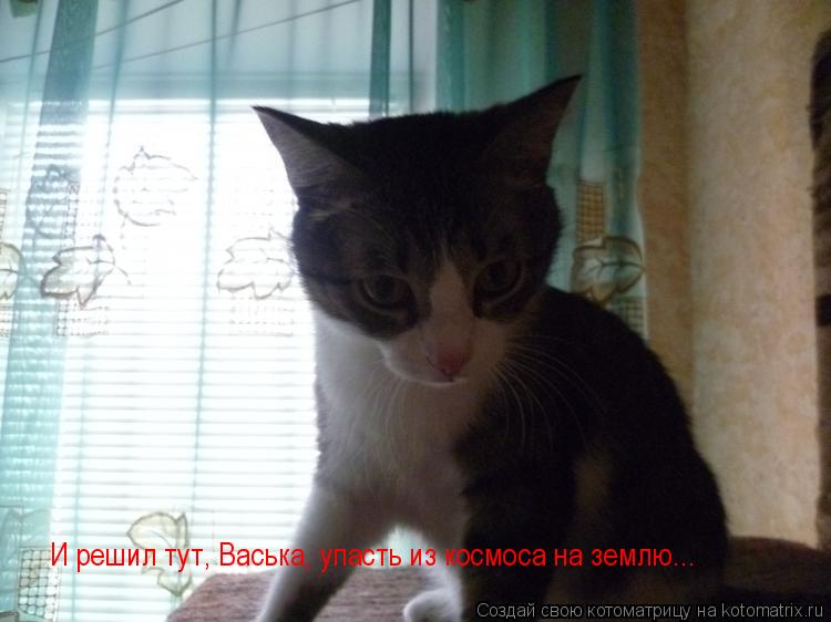 И решил тут, Васька, упасть из космоса на землю...... Котоматрица: И решил тут, Васька, упасть из космоса на землю...