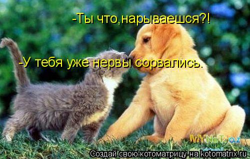 Котоматрица: -Ты что,нарываешся?! -У тебя уже нервы сорвались.