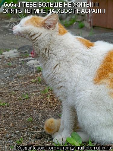 бобик! ТЕБЕ БОЛЬШЕ НЕ ЖИТЬ!!!!! ОПЯТЬ ТЫ МНЕ НА ХВОСТ НАСРАЛ!!!... Котоматрица: бобик! ТЕБЕ БОЛЬШЕ НЕ ЖИТЬ!!!!! ОПЯТЬ ТЫ МНЕ НА ХВОСТ НАСРАЛ!!!