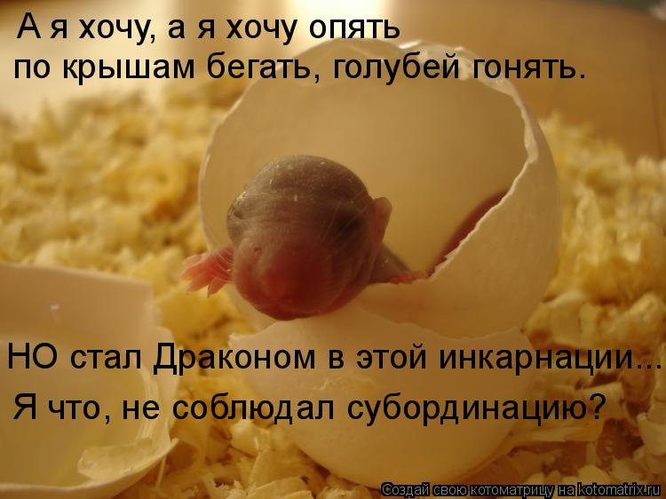 А я хочу, а я хочу опять по крышам бегать, голубей гонять. НО стал Драконом в этой инкарнации... Я чт... Котоматрица: А я хочу, а я хочу опять по крышам бегать, голубей гонять. НО стал Драконом в этой инкарнации... Я что, не соблюдал субординацию?
